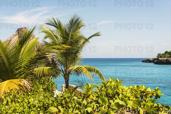 Jamaica, Negril, Palm trees against seascape