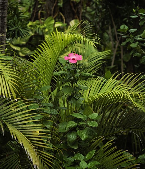 Tropical flower in bloom surrounded by palm leaves