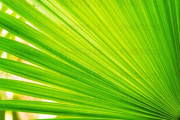 Close-up of palm leaf