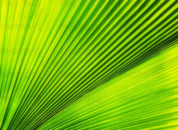 Close-up of palm leaf