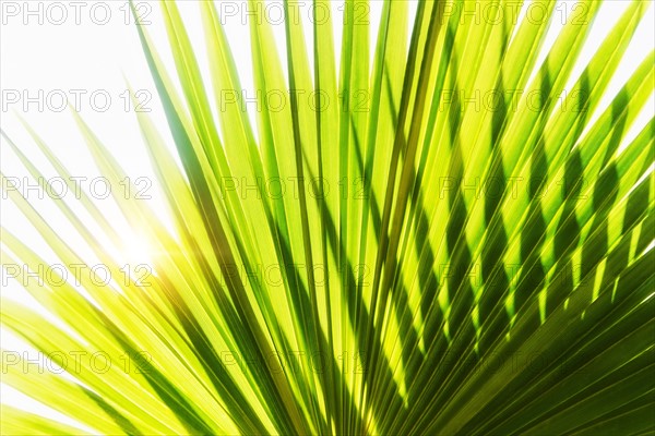 Close-up of palm leaf on white background