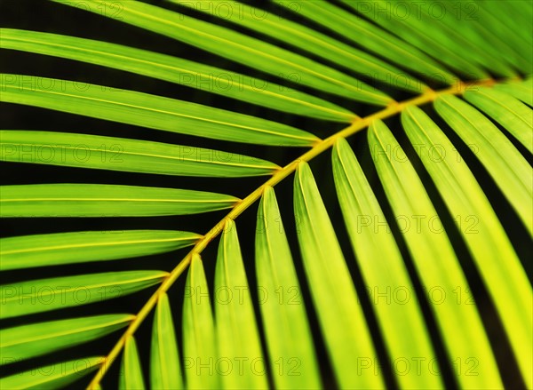 Close-up of palm leaf on black background