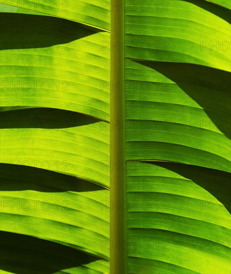 Close-up of palm leaf