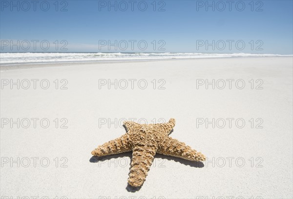 Starfish on empty sandy beach