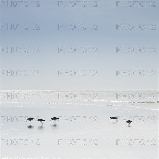 Sandpipers wading in sea