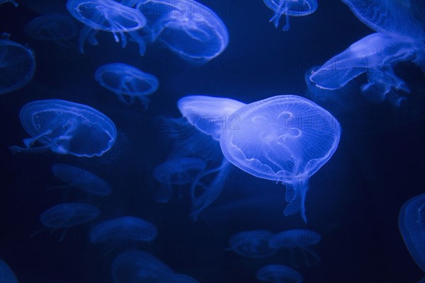 Neon colored jellyfish