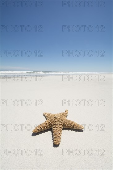 Starfish on empty sandy beach