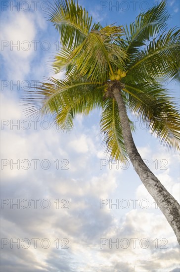 Low angle view of palm tree at sunset