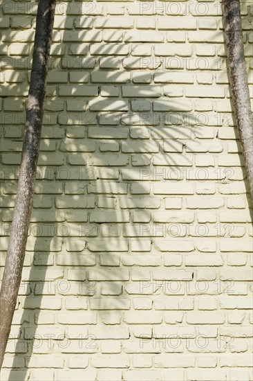 Shadow of palm tree on brick wall
