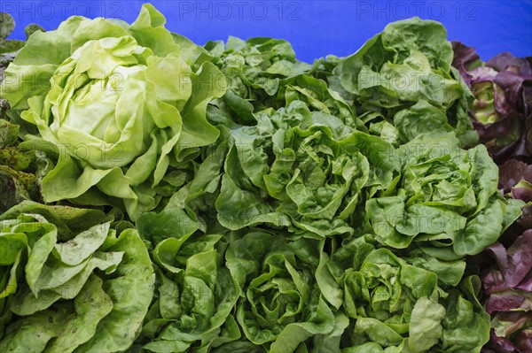 Stack of green lettuce at market