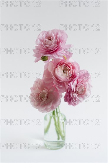 Studio shot of bunch of ranunculus in glass vase on white background