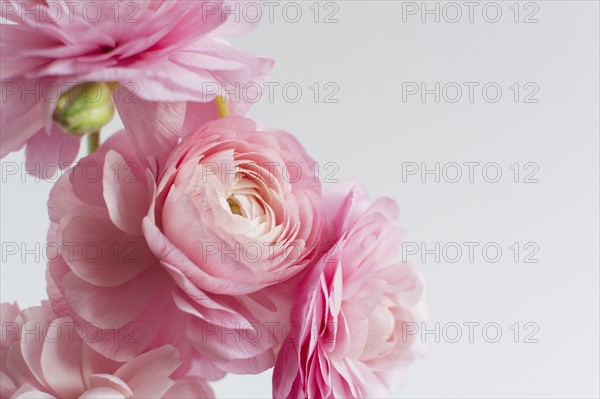 Ranunculus on white background