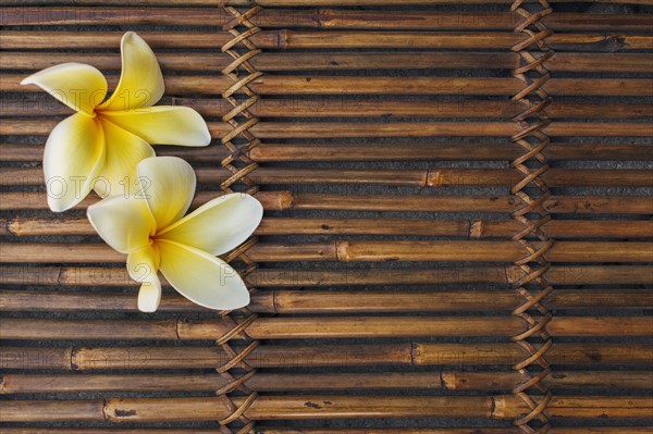 Yellow plumeria flowers on bamboo mat