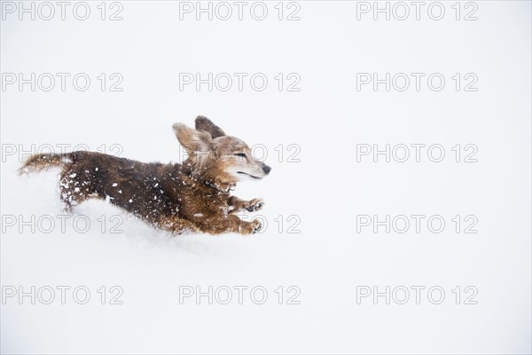 USA, Colorado, Dachshund running in snow at winter