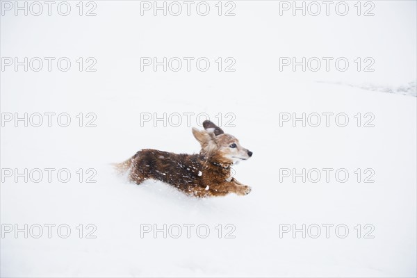 USA, Colorado, Dachshund running in snow at winter