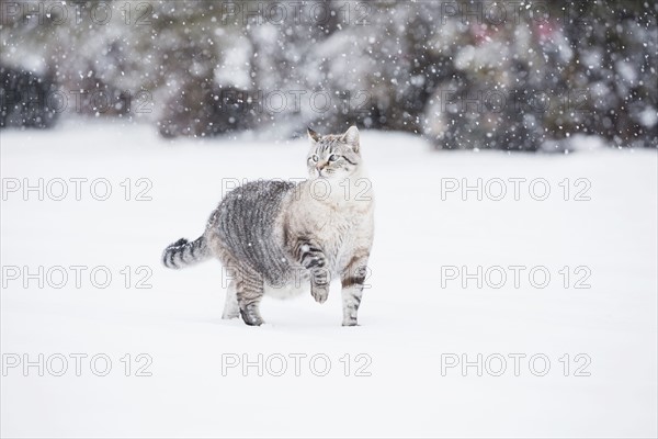 USA, Colorado, Grey cat walking in snow