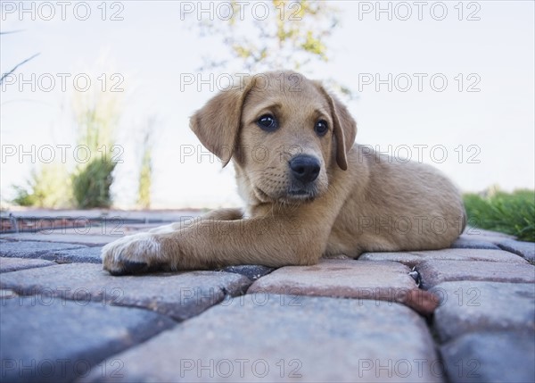 Puppy resting on path