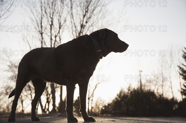 Silhouette of chocolate Labrador on asphalt road