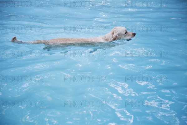 Golden retriever swimming in swimming in pool