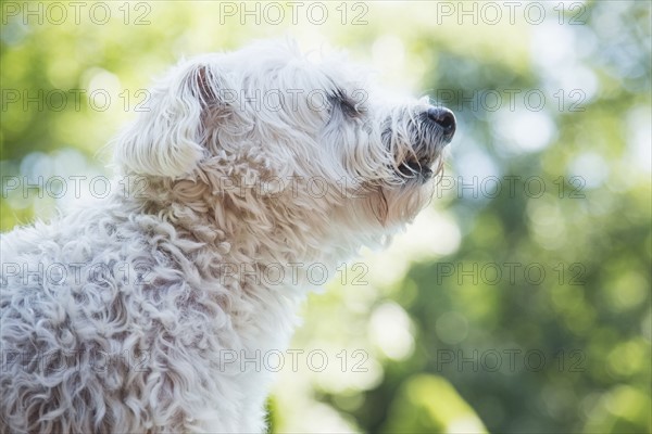 White dog smelling air
