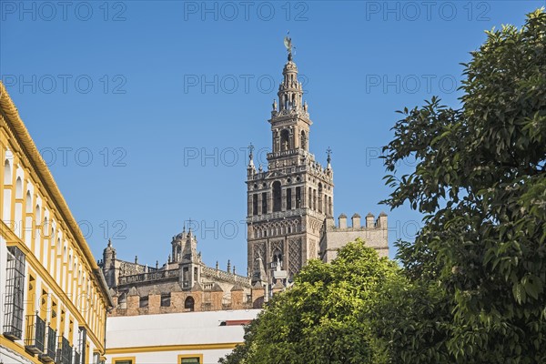 Spain, Andalusia, Seville, La Giralda bell tower of Seville cathedral with tree top in foreground