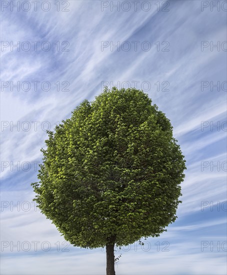 Single tree against cloudy sky