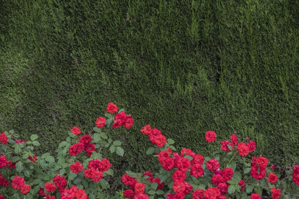 Red roses with green trees