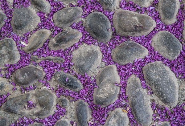 Petals of purple flower on cobblestone street