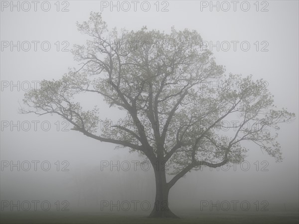 Single tree in fog