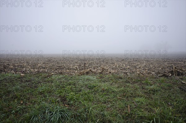 Foggy landscape