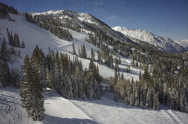 Mountain landscape with forest in winter