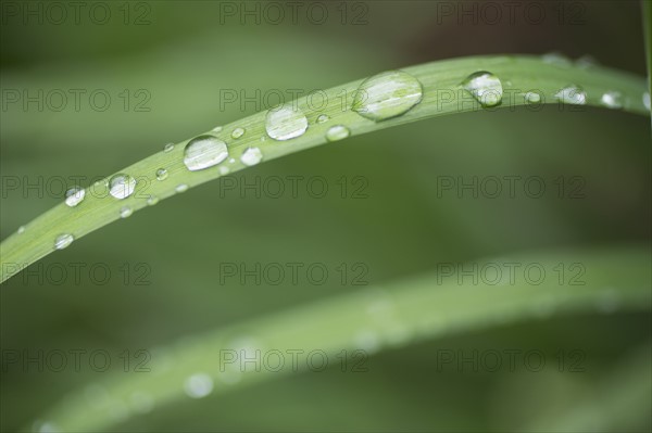 Close-up of raindrops on grass