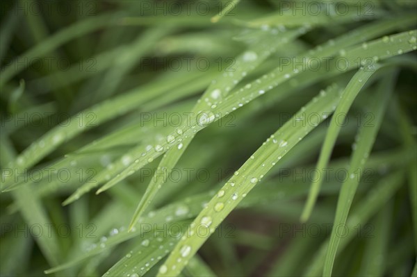 Close-up of raindrops on grass