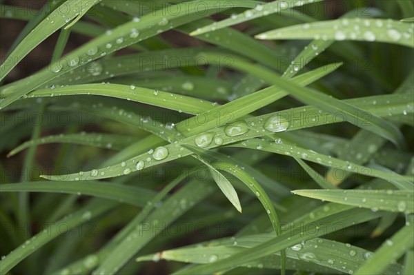 Close-up of raindrops on grass