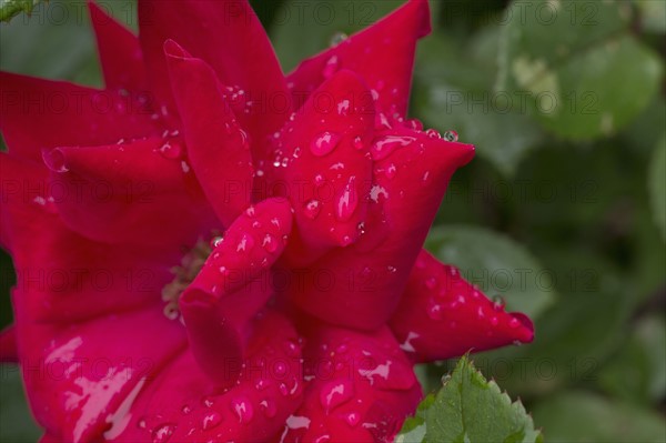 Close-up of wet rose