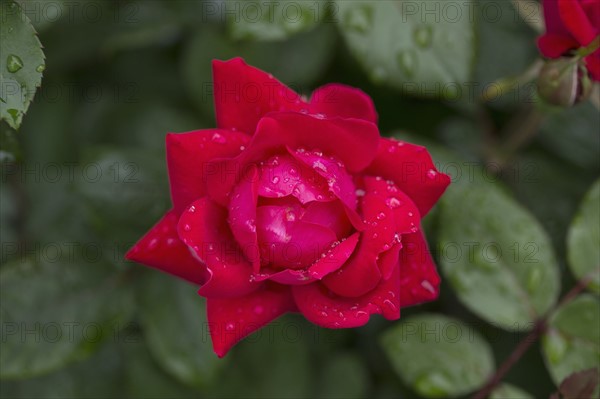 Close-up of wet rose