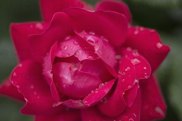 Close-up of wet rose