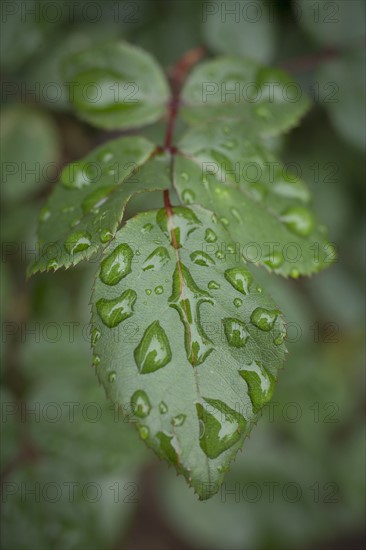 Close-up of wet leaves