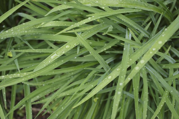 Close-up of wet leaves