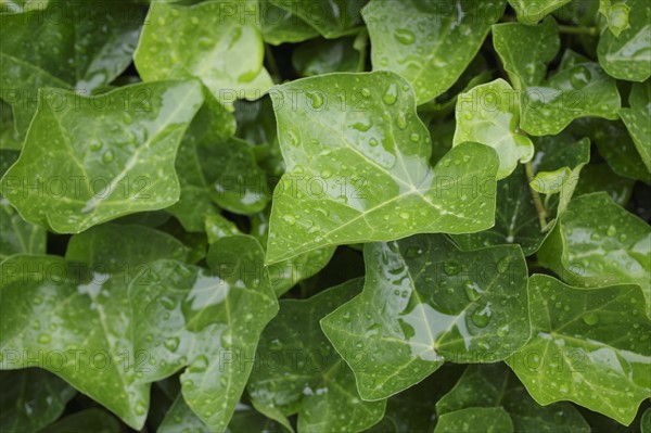 Close-up of wet leaves