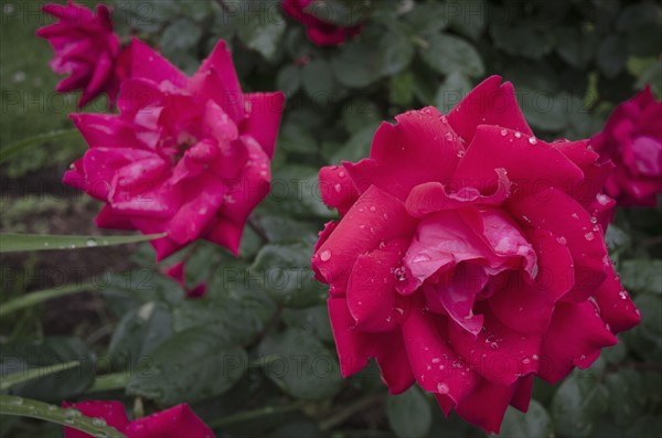 Close-up of wet rose