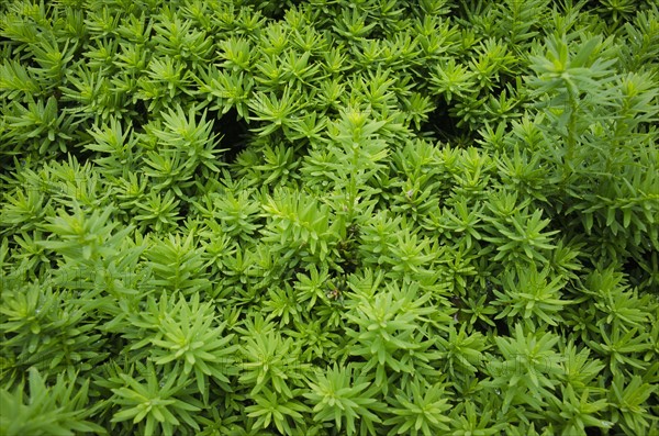 Close-up of wet leaves