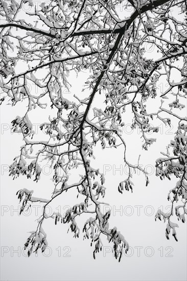 Ukraine, Dnepropetrovsk region, Dnepropetrovsk city, Snow-covered tree branch