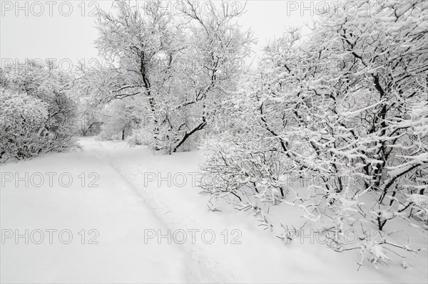 Ukraine, Dnepropetrovsk region, Dnepropetrovsk city, Snow-covered trees in park