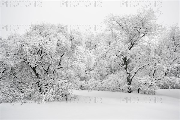 Ukraine, Dnepropetrovsk region, Dnepropetrovsk city, Tree area in winter
