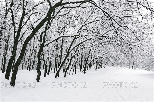 Ukraine, Dnepropetrovsk region, Dnepropetrovsk city, Treelined alley in winter