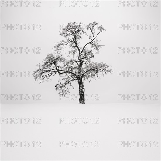 Ukraine, Dnepropetrovsk region, Dnepropetrovsk city, Single tree in winter