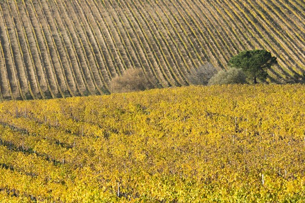 Italy, Tuscany, Torrita di Siena, Yellow vineyard fields with perspective parallel rows of grapevines