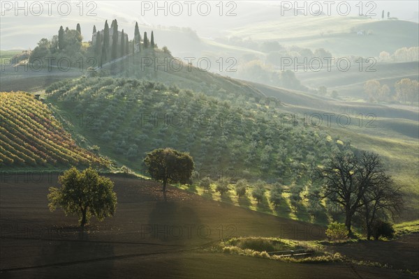 Italy, Tuscany, San Quirico D'orcia, Podere Belvedere, Green hills, olive gardens and small vineyard under rays of morning sun