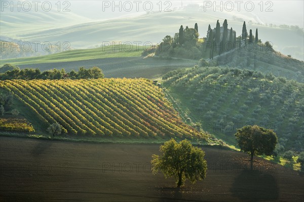 Italy, Tuscany, San Quirico D'orcia, Podere Belvedere, Green hills, olive gardens and small vineyard under rays of morning sun